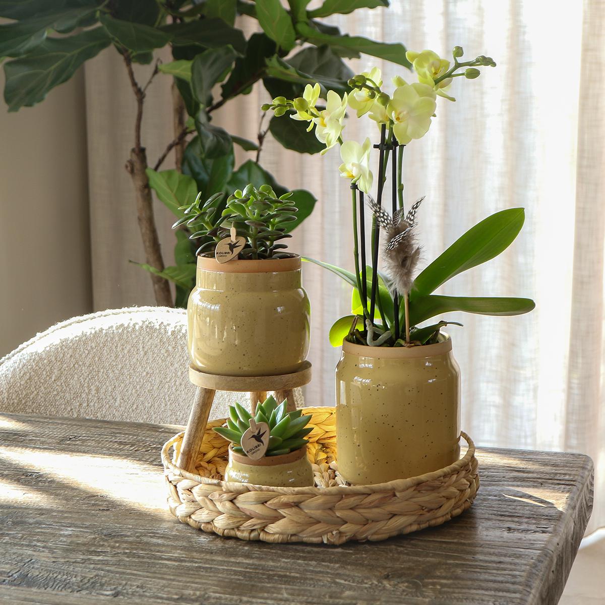 Kolibri Orchids | Groene planten met gele Phalaenopsis orchidee in Vintage khaki sierpotten en hyacinth dienblad