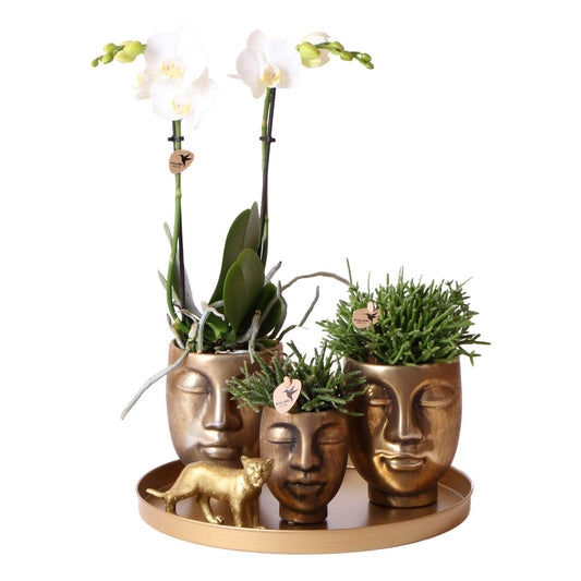 Kolibri Company | Complete Planten set Face-2-face goud | Groene planten set met witte Phalaenopsis Orchidee en Rhipsalis incl. keramieken sierpotten & accessoire