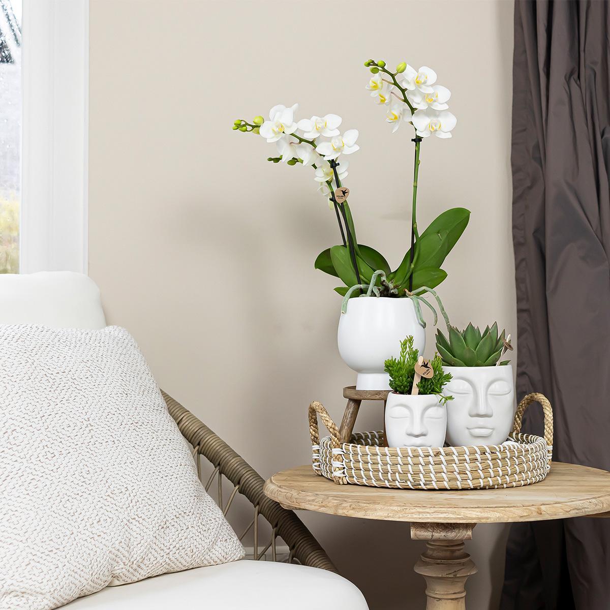 Kolibri Orchids | Complete plantenset Face-2-Face wit  | Groene planten met witte Phalaenopsis orchidee in Scandic wit sierpot en Face-2-Face witte sierpotten incl. accessoires
