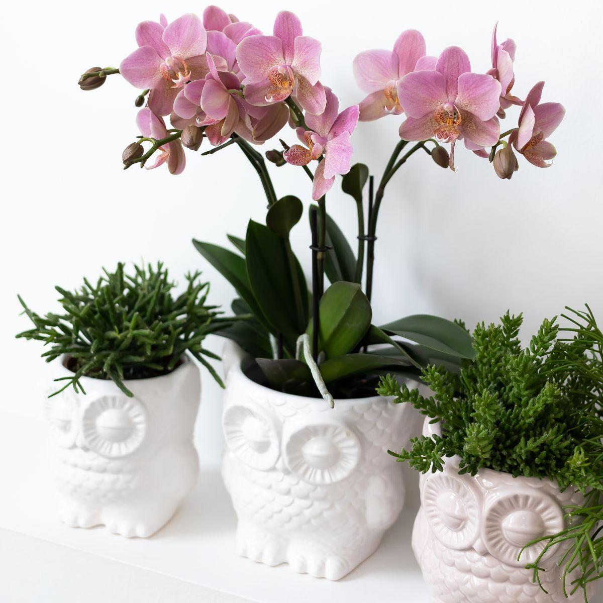Kolibri Company - Planten set Owl sierpot wit | Set met groene planten Rhipsalis Ø9cm  | incl. witte keramieken sierpotten