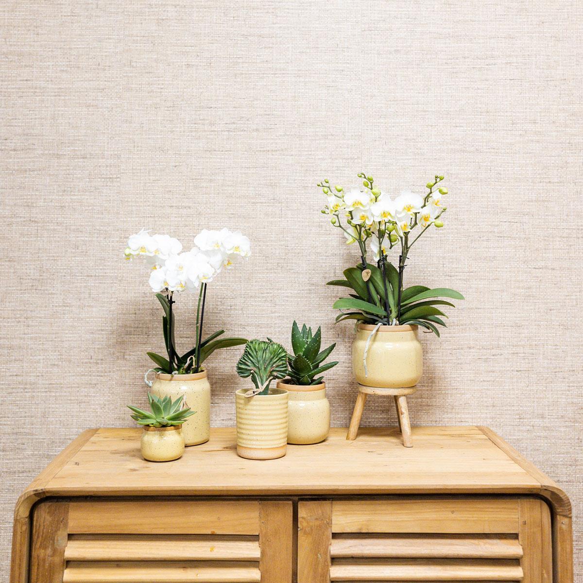 Kolibri Orchids | Groene plant met gele Phalaenopsis orchidee in Vintage khaki sierpotten en bamboe dienblad