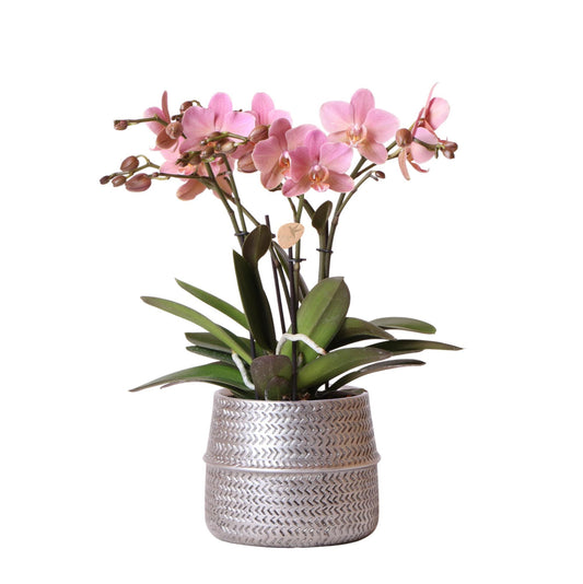 Kolibri Orchids | Roze Phalaenopsis orchidee – Treviso in Groove pot zilver – potmaat Ø12cm – 35cm hoog | bloeiende kamerplant in bloempot - vers van de kweker