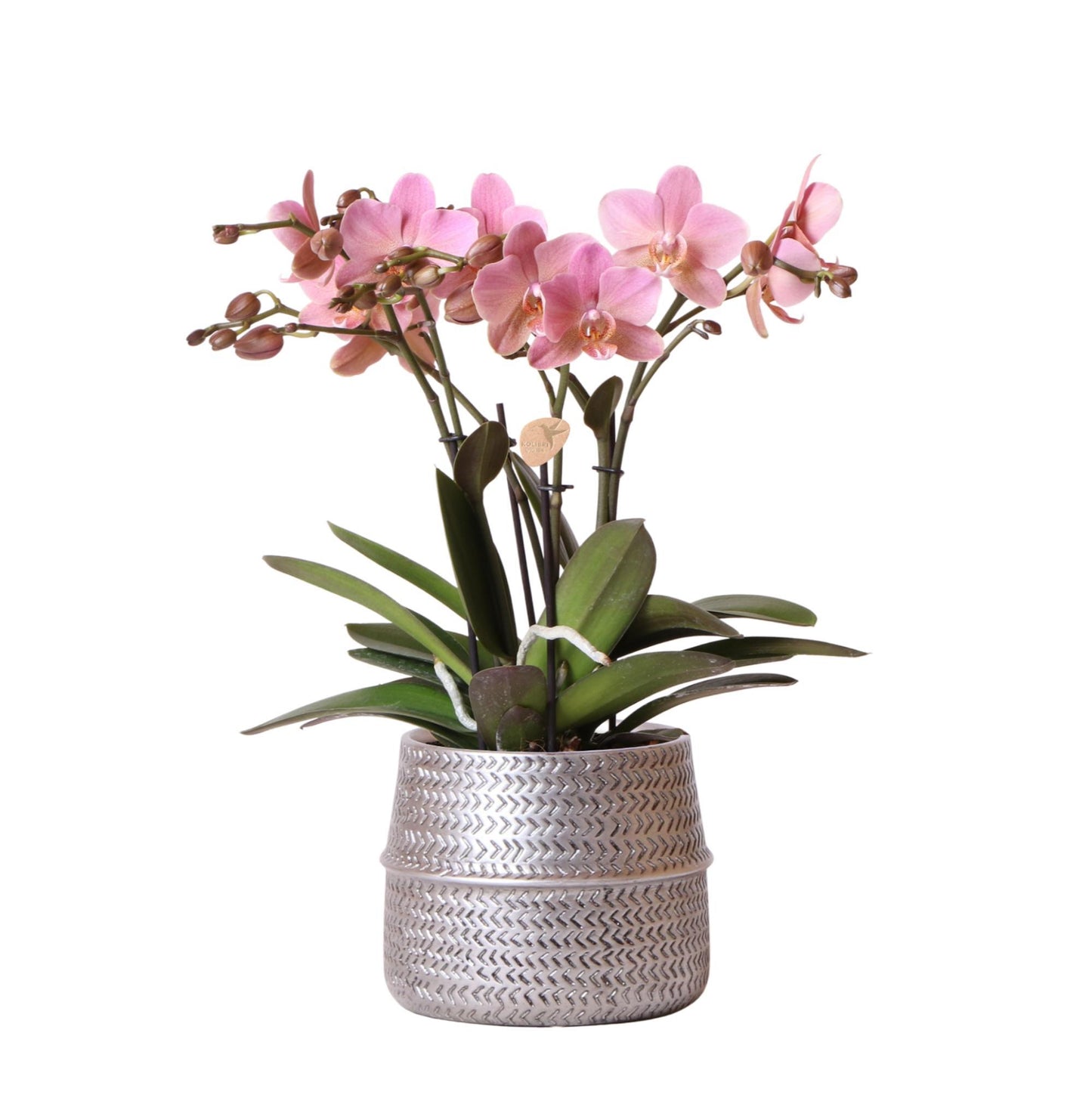 Kolibri Orchids | Roze Phalaenopsis orchidee – Treviso in Groove pot zilver – potmaat Ø12cm – 35cm hoog | bloeiende kamerplant in bloempot - vers van de kweker