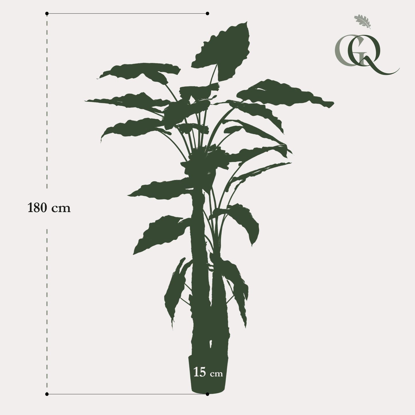 Kunstplant - Alocasia - Olifantsoor - 180 cm