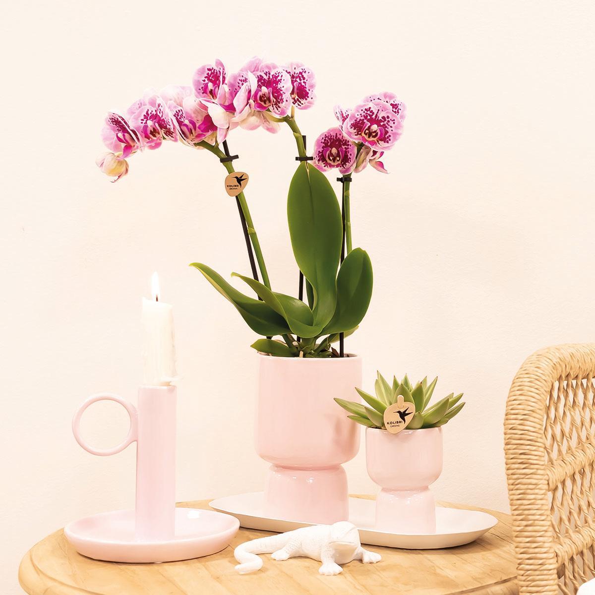 Kolibri Orchids | Plantenset Floral Blush pink small| Groene planten met Phalaenopsis orchidee in Floral Blush pink sierpotten en wit dienblad