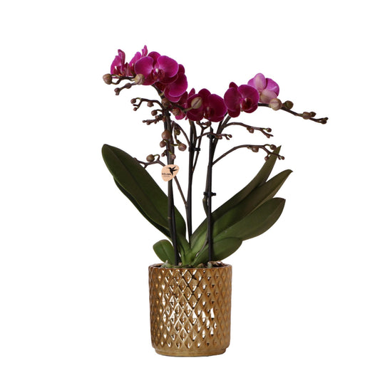 Kolibri Orchids | paarse Phalaenopsis orchidee - Morelia + Diamond sierpot goud - potmaat Ø9cm - 35cm hoog | bloeiende kamerplant - vers van de kweker