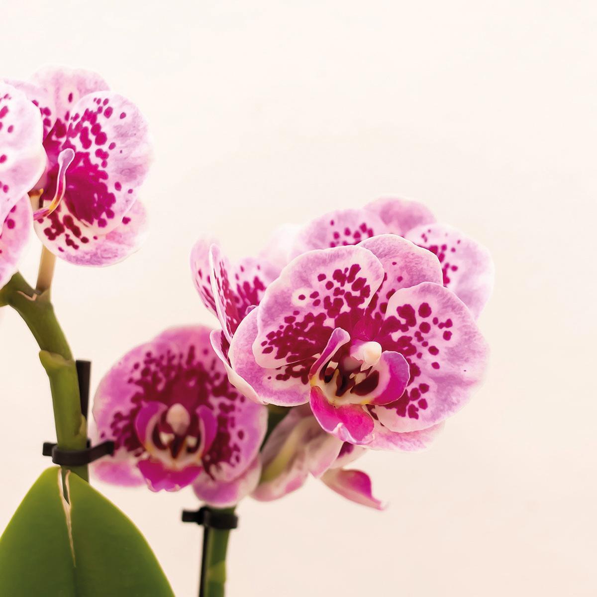 Kolibri Orchids | Roze paarse Phalaenopsis orchidee - El Salvador + Luxury gouden sierpot - potmaat Ø9cm - 35cm hoog | bloeiende kamerplant - vers van de kweker