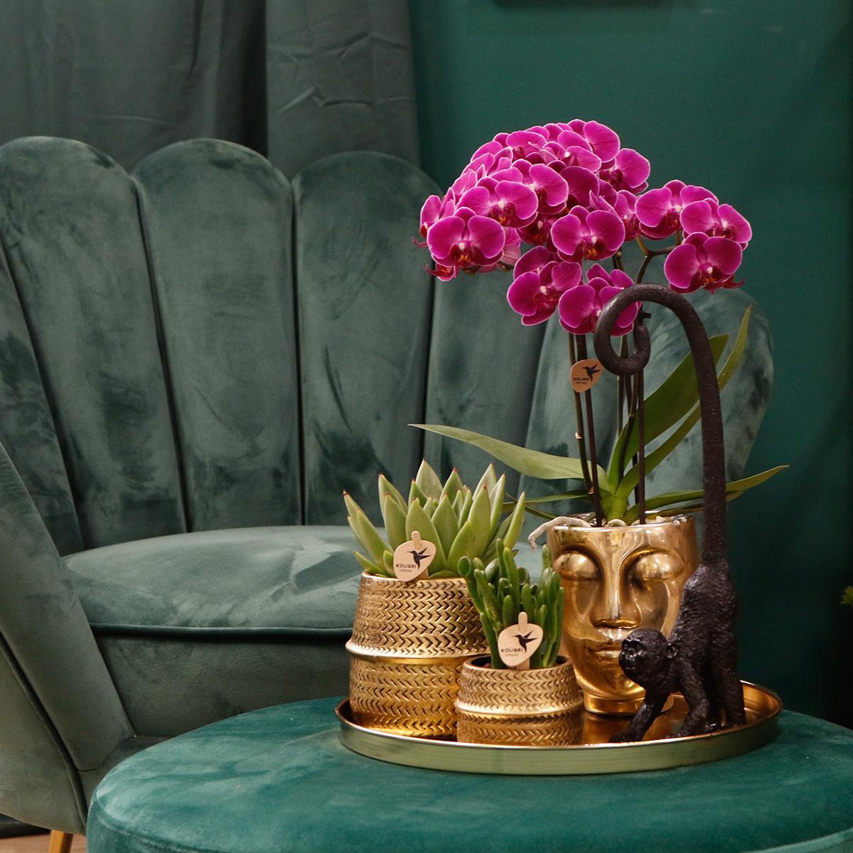 Kolibri Company | Gift set Hotel Chic| Plantenset met paarse Phalaenopsis Orchidee en Succulenten incl. keramieken sierpotten