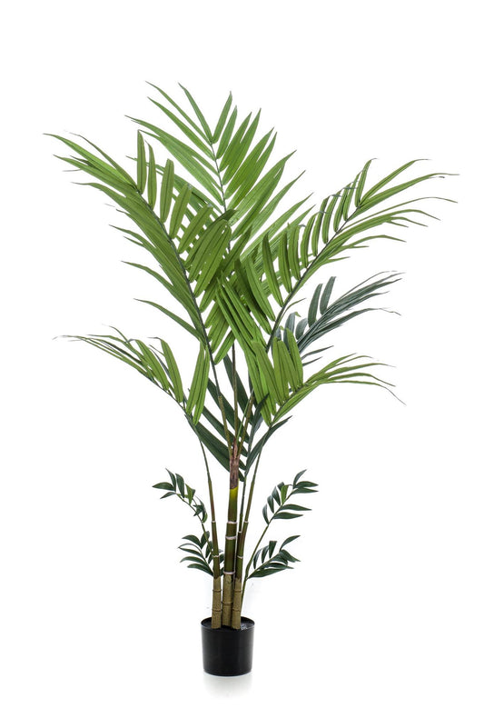 Kunstplant - Kentia - Kentiapalm - 180 cm