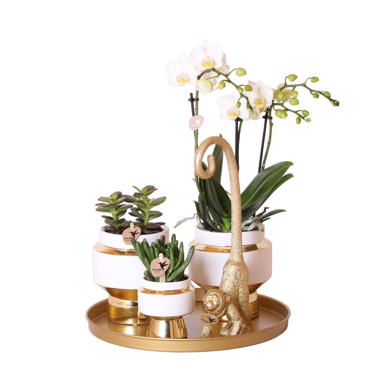 Kolibri Company | Gift set Luxury Living| Plantenset met witte Phalaenopsis Orchidee en Succulenten incl. keramieken sierpotten