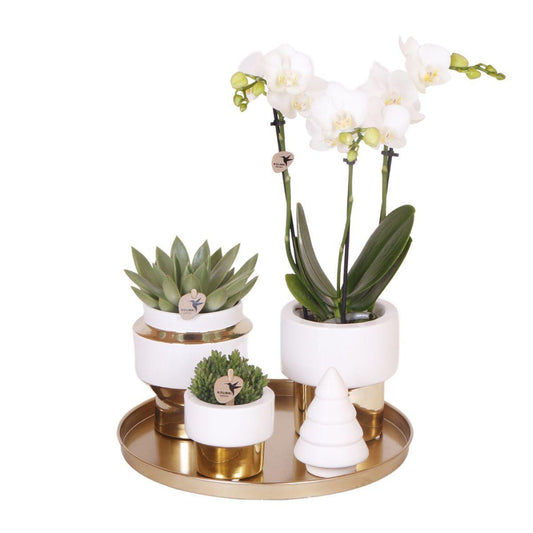 Kolibri Company | Gift set Christmas gold| Plantenset met witte Phalaenopsis Orchidee en Succulenten incl. keramieken sierpotten