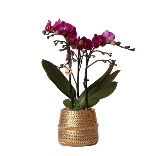Kolibri Orchids | Paarse phalaenopsis orchidee - Morelia + Groove sierpot goud - potmaat Ø9cm - 35cm hoog | bloeiende kamerplant - vers van de kweker