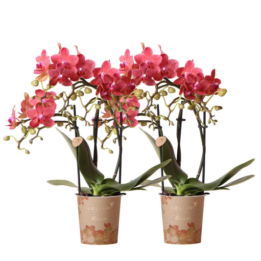 Kolibri Orchids | COMBI DEAL van 2 rode Phalaenopsis orchideeën - Congo - potmaat Ø9cm  bloeiende kamerplant - vers van de kweker