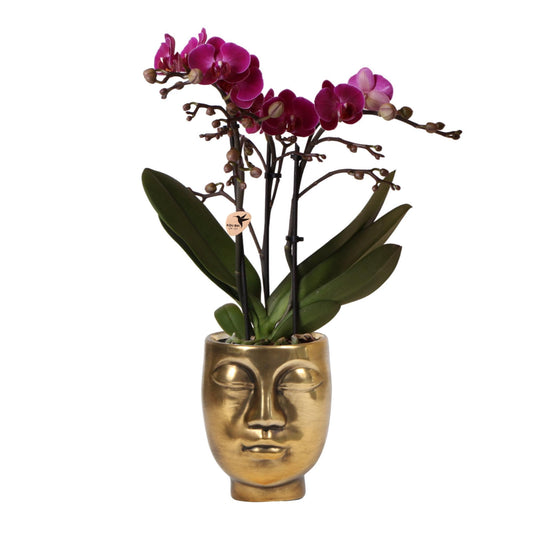 Kolibri Orchids | paarse Phalaenopsis orchidee - Morelia + Face to Face sierpot goud - potmaat Ø9cm - 35cm hoog | bloeiende kamerplant - vers van de kweker