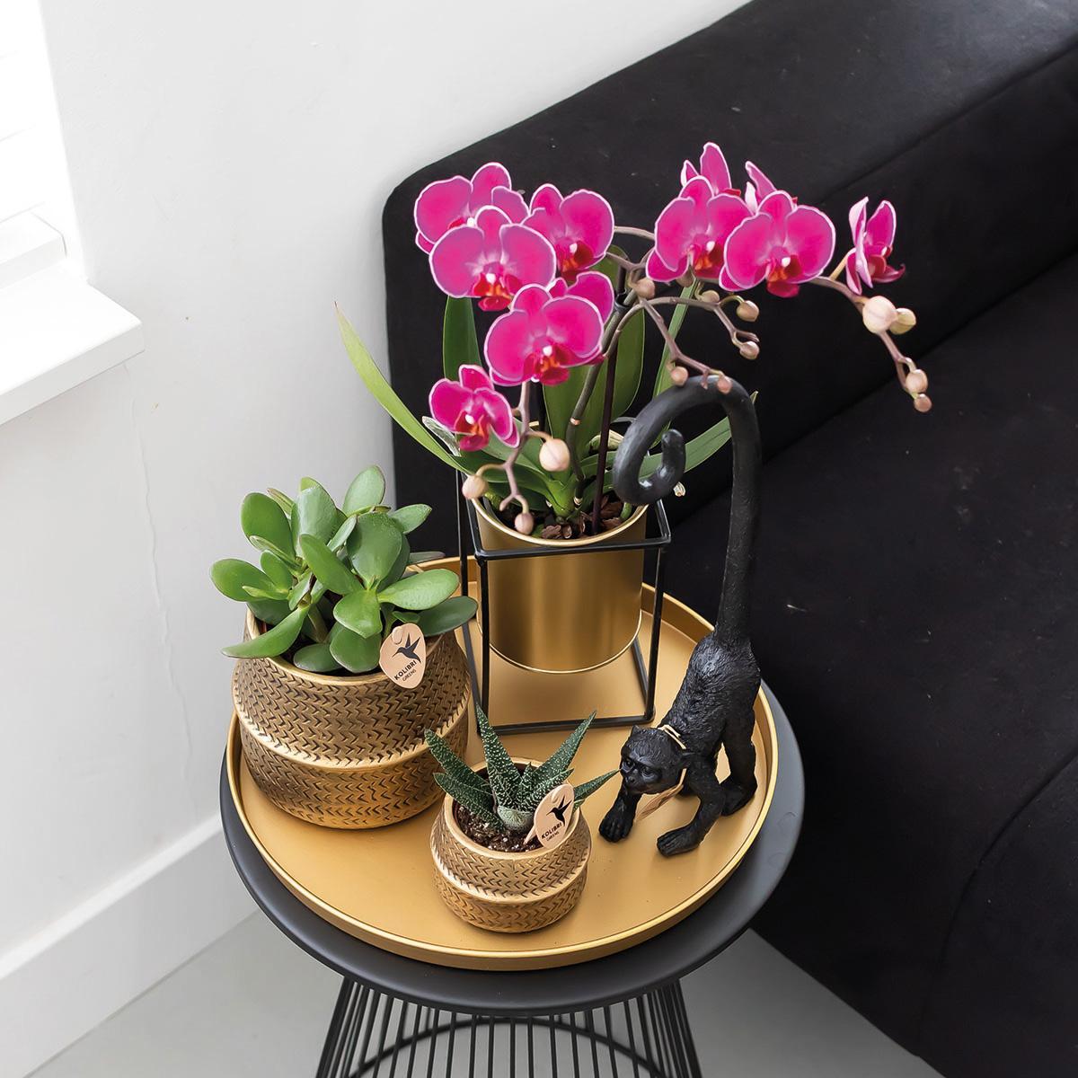 Kolibri Orchids | paarse Phalaenopsis orchidee - Morelia + Floating sierpot goud - potmaat Ø9cm - 40cm hoog | bloeiende kamerplant - vers van de kweker