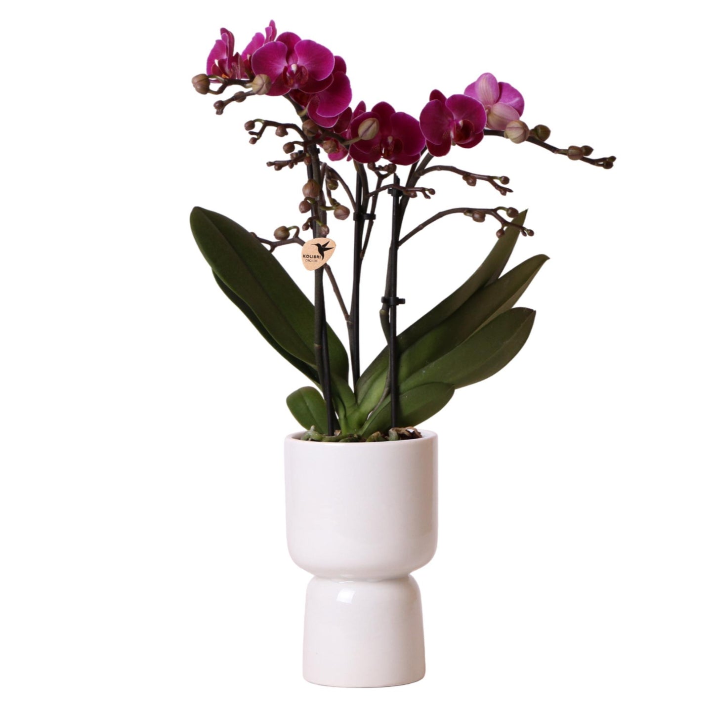 Kolibri Orchids | Paarse phalaenopsis orchidee - Morelia + Trophy sierpot grey - potmaat Ø9cm - 40cm hoog | bloeiende kamerplant - vers van de kweker