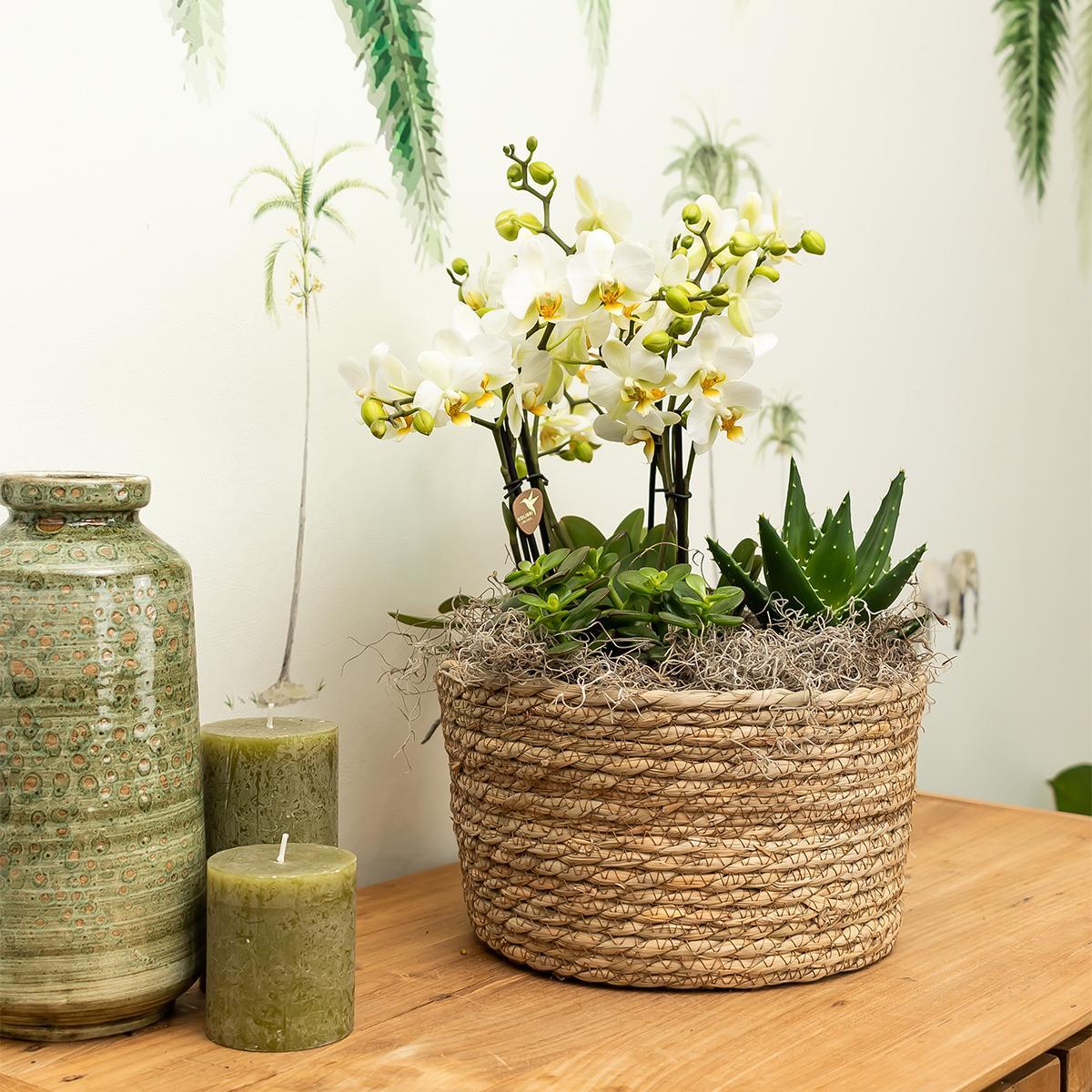 Kolibri Orchids | oranje plantenset in Reed Basket incl. waterreservoir | drie oranje orchideeën Bolzano 9cm en drie groene planten Rhipsalis | Jungle Bouquet oranje met zelfvoorzienend waterreservoir