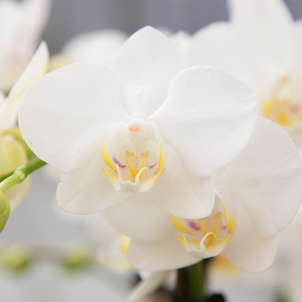 Kolibri Company | Gift set Inner Retreat| Plantenset met witte Phalaenopsis Orchidee en Succulenten incl. keramieken sierpotten