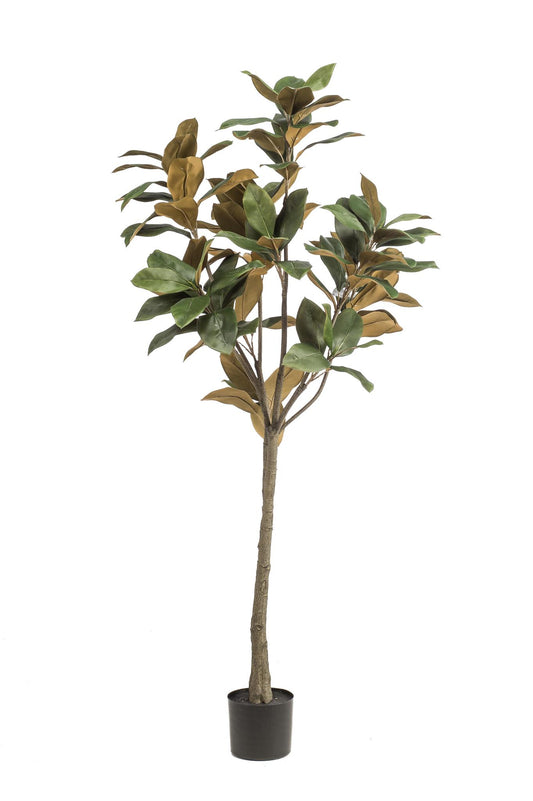 Kunstplant - Magnolia Grandiflora - Abelia - 150 cm