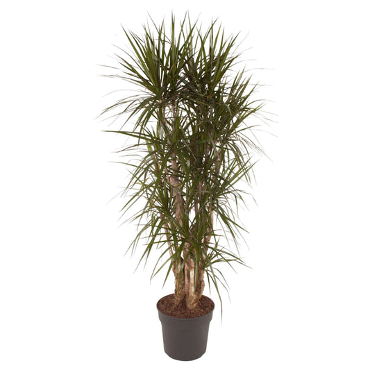 Dracaena Marginata vertakt - 160 cm - ø34