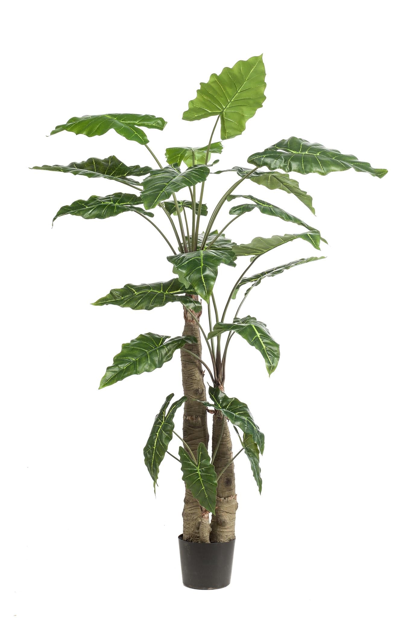 Kunstplant - Alocasia - Olifantsoor - 180 cm