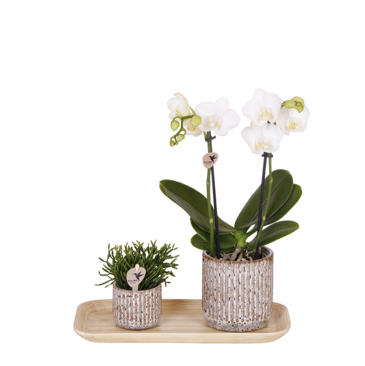 Kolibri Orchids | Plantenset Untamed Nature small | Groene planten met Phalaenopsis orchidee in Jaguar sierpotten en bamboe dienblad