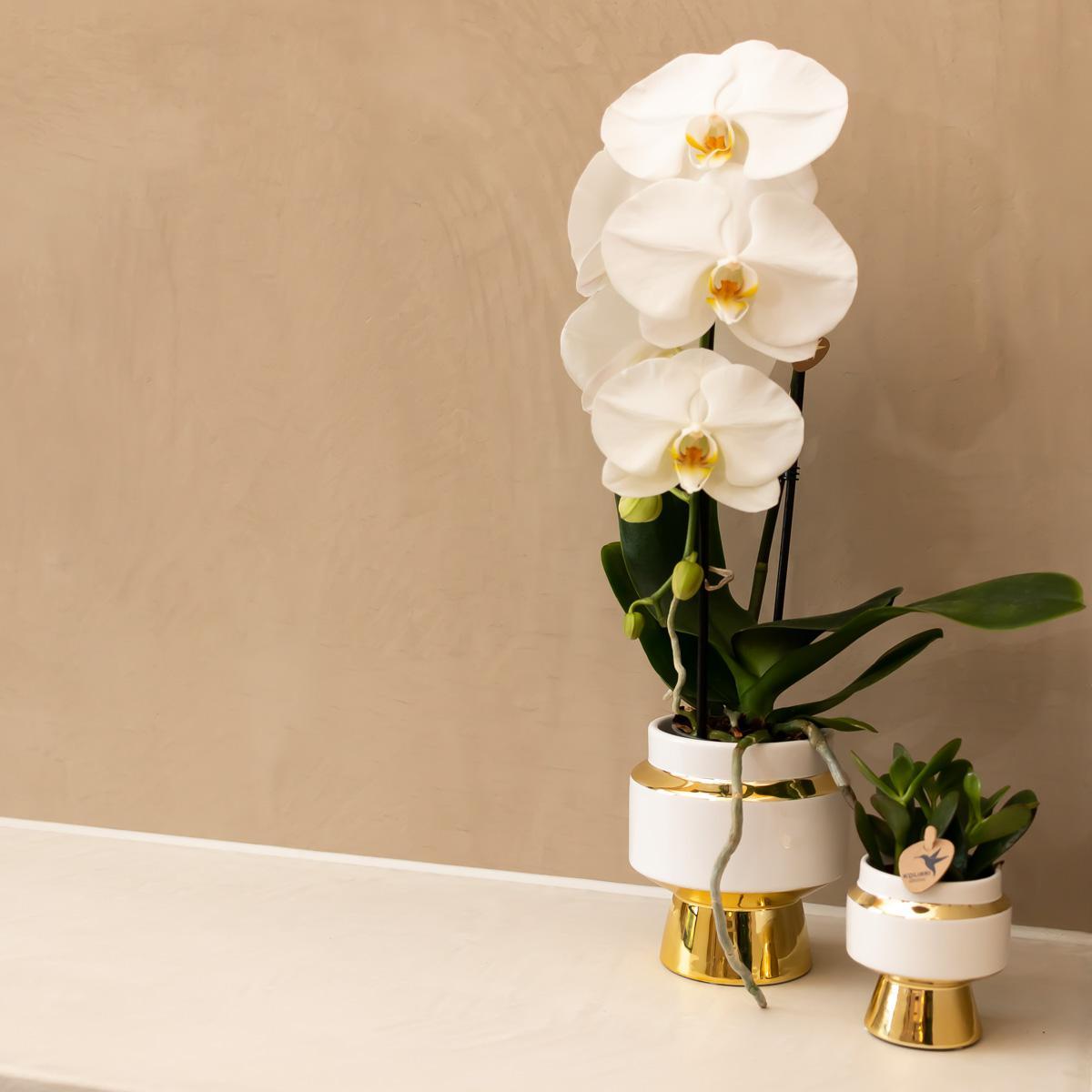 Kolibri Home | Le Chic bloempot - Witte keramieken sierpot met gouden details - potmaat Ø6cm