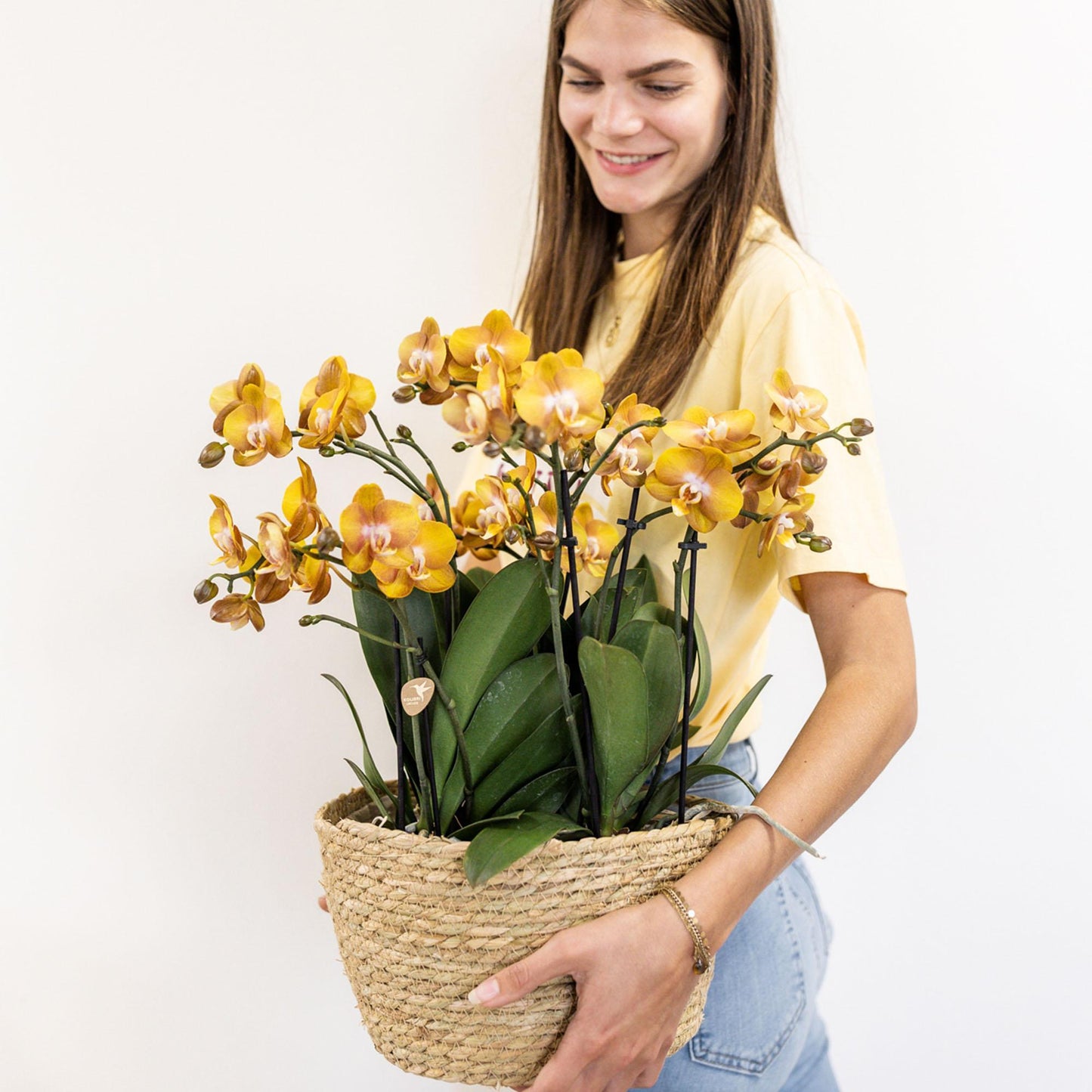 Kolibri Orchids | oranje orchideeënset in Cotton Basket incl. waterreservoir | drie oranje orchideeën Las Vegas 12cm | Mono Bouquet oranje met zelfvoorzienend waterreservoir.