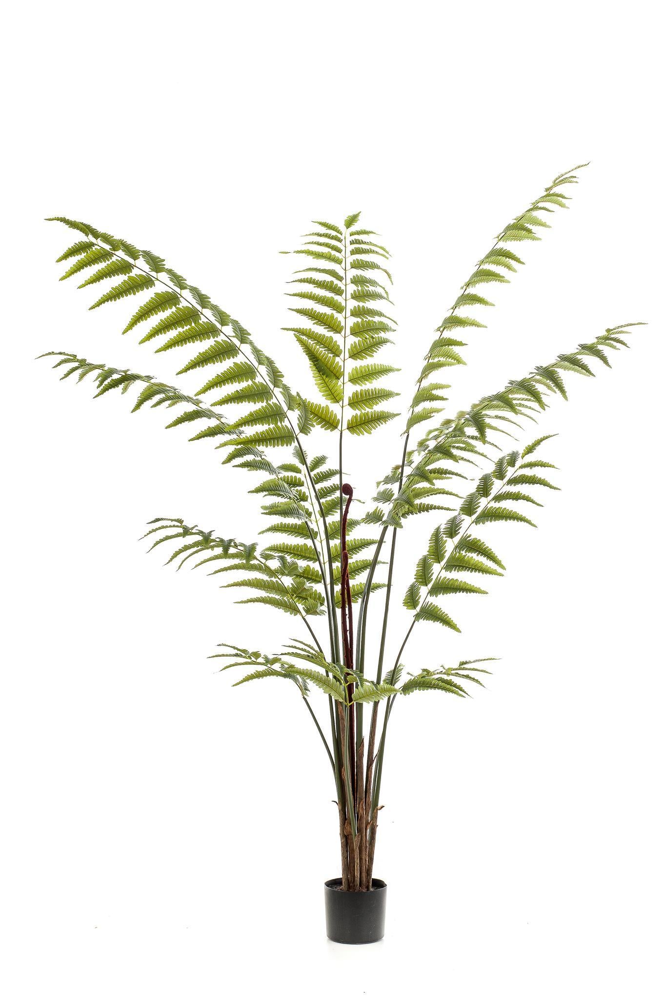 Kunstplant - Rumohra Adiantiformis - Ledervaren - 180 cm