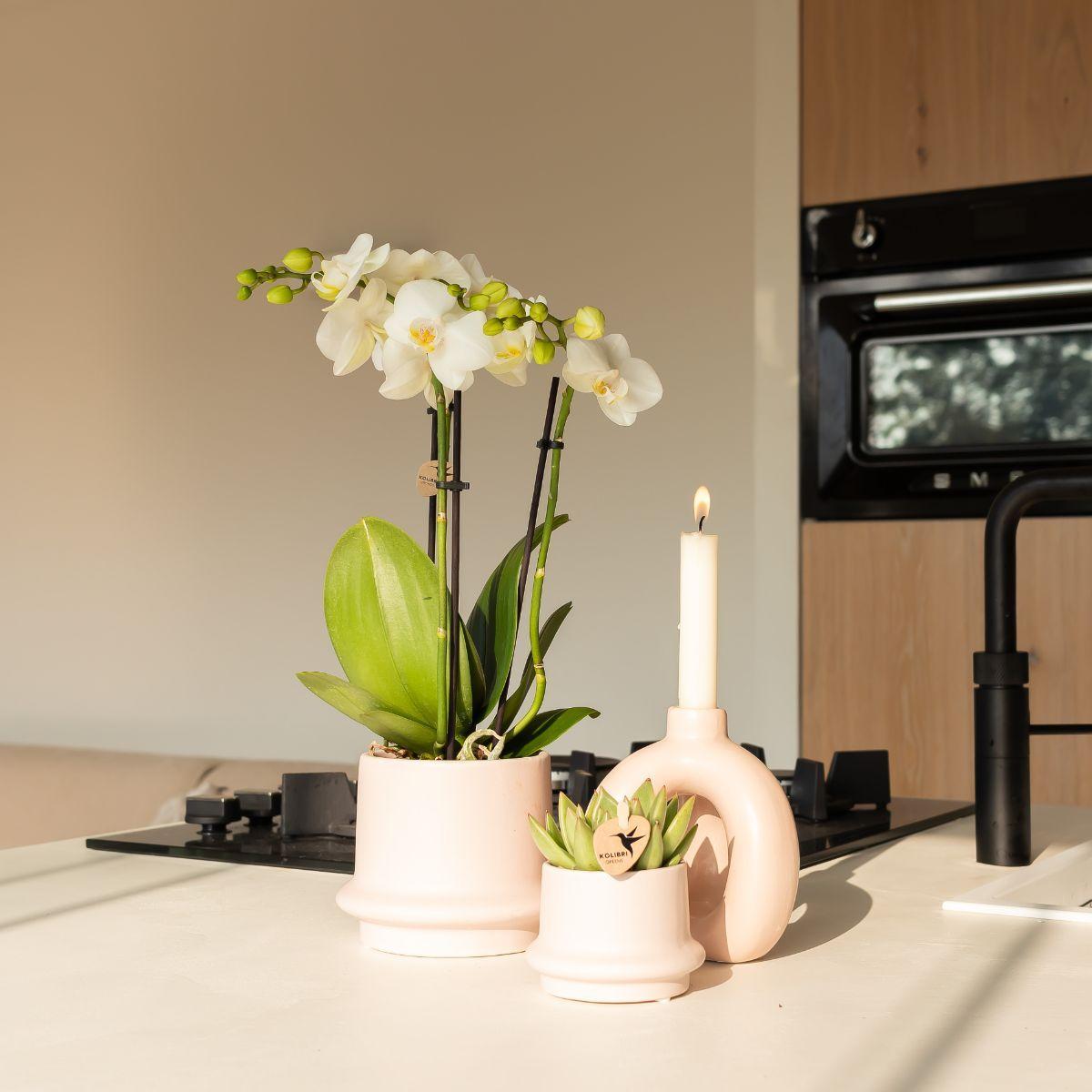 Kolibri Orchids - Planten set Ring  | Set met witte Phalaenopsis Orchidee Ø9cm en groene plant Succulent Miranda Ø6cm | incl. nudekleurige keramieken sierpotten
