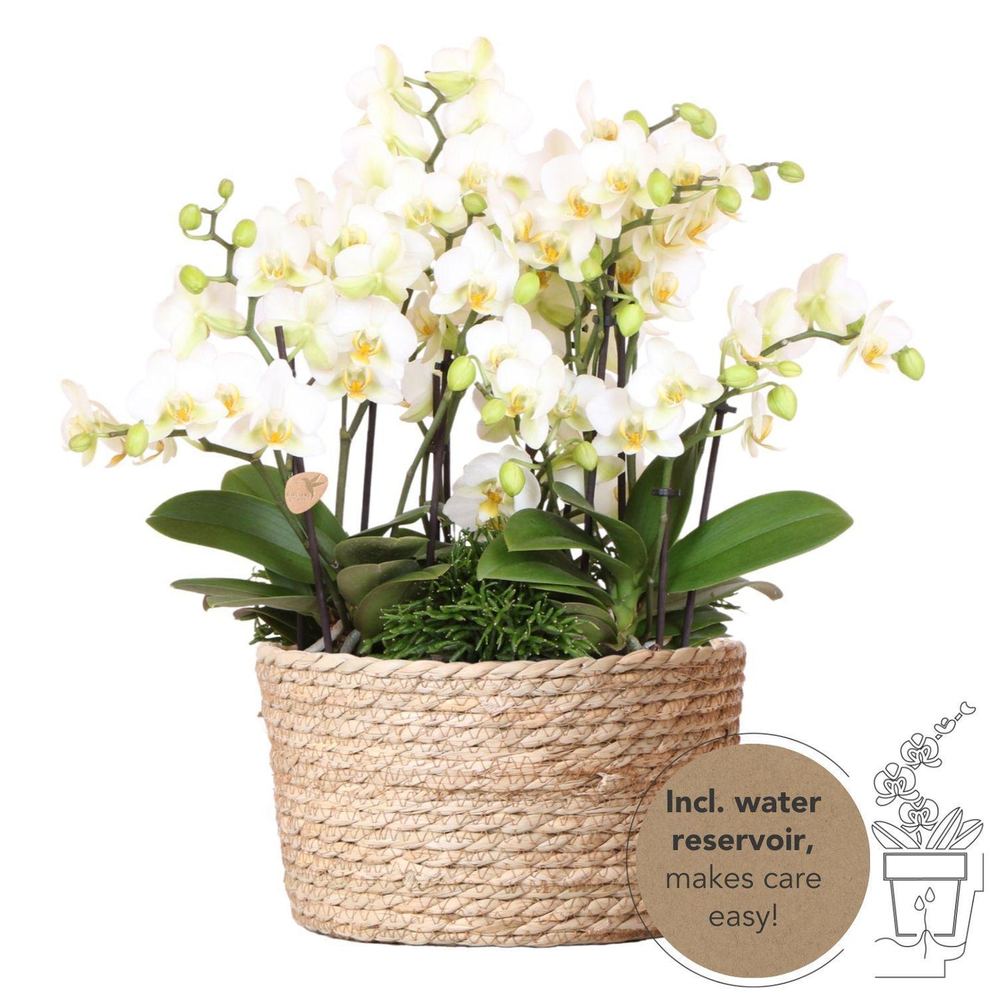 Kolibri Orchids | witte plantenset in Reed Basket incl. waterreservoir | drie witte orchideeën Lausanne 9cm en drie groene planten Rhipsalis | Jungle Bouquet wit met zelfvoorzienend waterreservoir